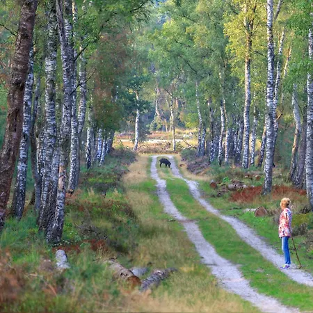 Modern In De Bossen De Veluwe * 伊皮