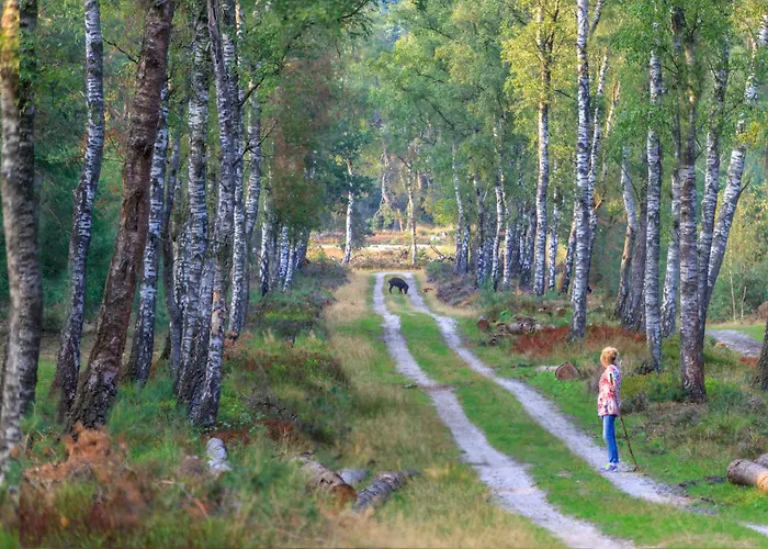 Modern In De Bossen De Veluwe * Epe